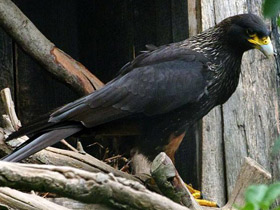 Смотреть фото Южная каракара Фото Южная каракара