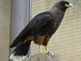 Смотреть фото Южная каракара Фото Южная каракара