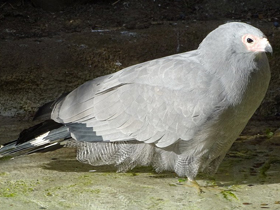 Смотреть фото Африканский лунёвый ястреб Фото Африканский лунёвый ястреб