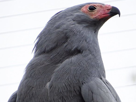 Смотреть фото Африканский лунёвый ястреб Фото Африканский лунёвый ястреб