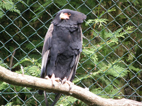 Смотреть фото Орёл-скоморох Фото Орёл-скоморох