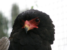 Смотреть фото Орёл-скоморох Фото Орёл-скоморох