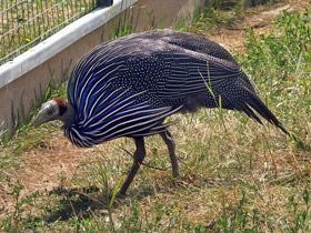 Смотреть фото Грифовая цесарка Фото Грифовая цесарка