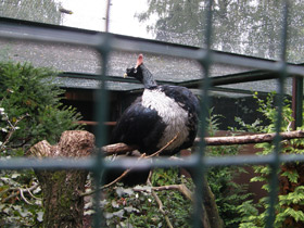 Смотреть фото Рогатый гуан Фото Рогатый гуан