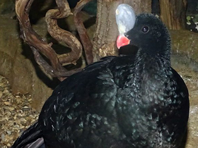 Смотреть фото Шлемоносный кракс Фото Шлемоносный кракс