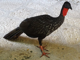 Смотреть фото Хохлатый гуан Фото Хохлатый гуан