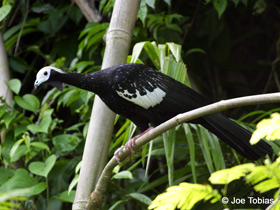 Смотреть фото Синегорлый гуан Фото Синегорлый гуан