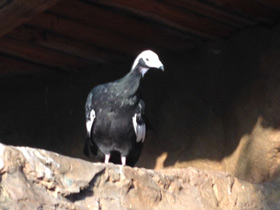 Смотреть фото Синегорлый гуан Фото Синегорлый гуан