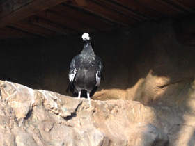 Смотреть фото Синегорлый гуан Фото Синегорлый гуан