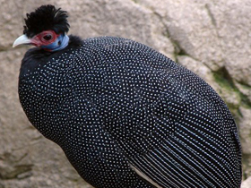 Фото Чубатая цесарка