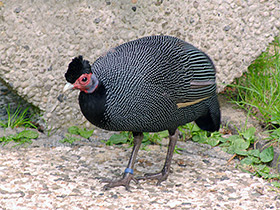 Фото Чубатая цесарка