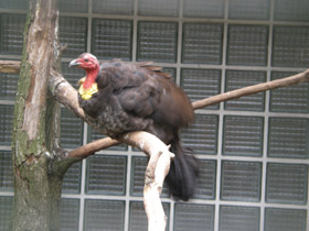 Смотреть фото Кустарниковый большеног Фото Кустарниковый большеног