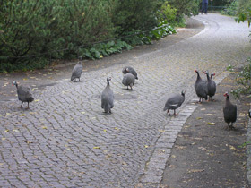 Фото Обыкновенная цесарка