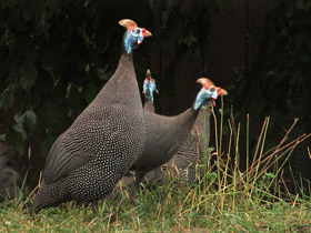 Фото Обыкновенная цесарка: пернатый единорог