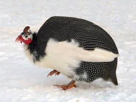 Фото Обыкновенная цесарка: пернатый единорог