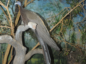 Смотреть фото Большой аргус Фото Большой аргус