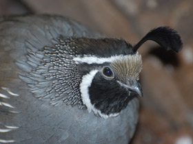 Смотреть фото Калифорнийский хохлатый перепел Фото Калифорнийский хохлатый перепел