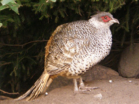 Смотреть фото Гималайский фазан Фото Гималайский фазан