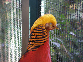 Смотреть фото Золотой фазан Фото Золотой фазан