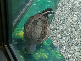 Смотреть фото Виргинская американская куропатка Фото Виргинская американская куропатка