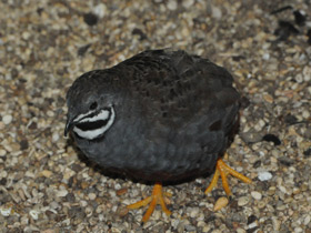 Фото Расписной перепел