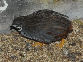 Фото Расписной перепел