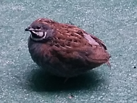 Фото Расписной перепел