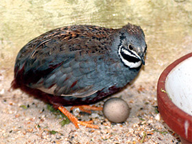 Фото Расписной перепел