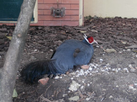 Смотреть фото Синий ушастый фазан Фото Синий ушастый фазан