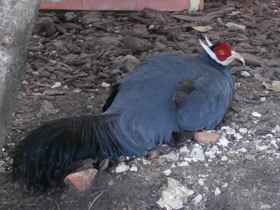 Смотреть фото Синий ушастый фазан Фото Синий ушастый фазан