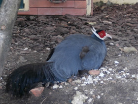 Смотреть фото Синий ушастый фазан Фото Синий ушастый фазан