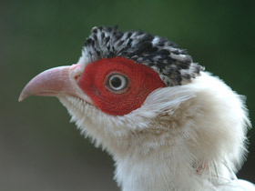 Белый ушастый фазан Белый ушастый фазан