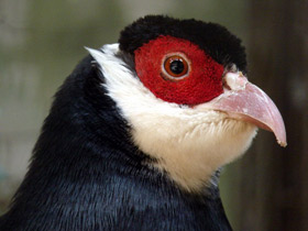 Фото Тибетский ушастый фазан