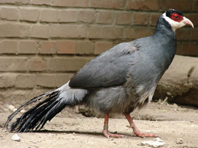 Фото Тибетский ушастый фазан