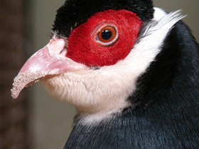 Фото Тибетский ушастый фазан