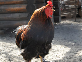 Домашняя курица Домашняя курица