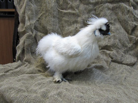 Смотреть фото Домашняя курица Фото Домашняя курица