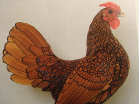 Смотреть фото Домашняя курица Фото Домашняя курица