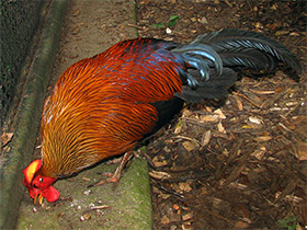 Смотреть фото Цейлонская джунглевая курица Фото Цейлонская джунглевая курица