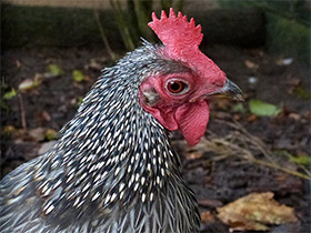 Смотреть фото Серая джунглевая курица Фото Серая джунглевая курица