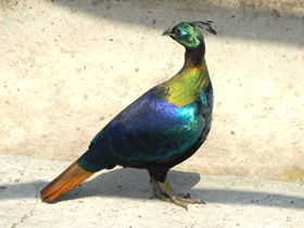 Смотреть фото Гималайский монал Фото Гималайский монал