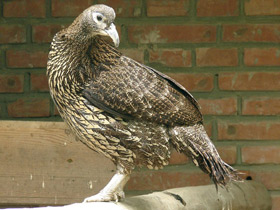 Фото Китайский монал