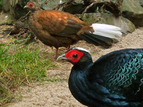 Смотреть фото Вьетнамский фазан Фото Вьетнамский фазан