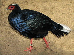 Смотреть фото Вьетнамский фазан Фото Вьетнамский фазан