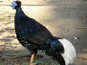 Смотреть фото Огненноспинная лофура Фото Огненноспинная лофура