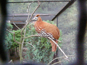 Смотреть фото Огненноспинная лофура Фото Огненноспинная лофура