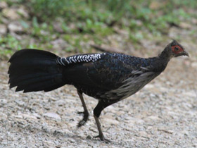 Смотреть фото Черная лофура Фото Черная лофура