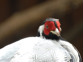 Смотреть фото Серебряная лофура Фото Серебряная лофура