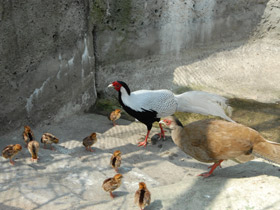 Смотреть фото Серебряная лофура Фото Серебряная лофура