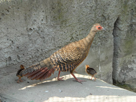 Смотреть фото Лофура Свайно Фото Лофура Свайно